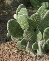 Rules for planting and caring for prickly pear at home, breeding methods
