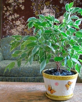 The ficus needs regular, but moderate watering.