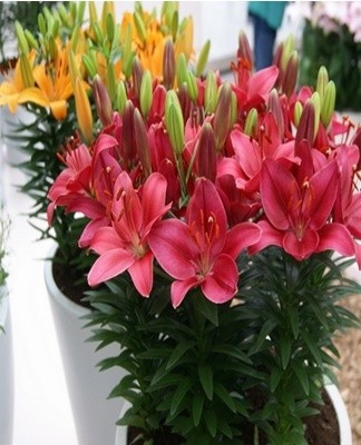 Rules for the care and cultivation of indoor lilies at home, the best varieties