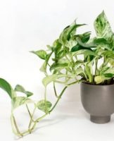 Growing, planting and caring for scindapsus at home