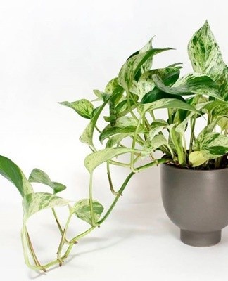 This variety has large, heart-shaped leaves that are pointed at the tip.