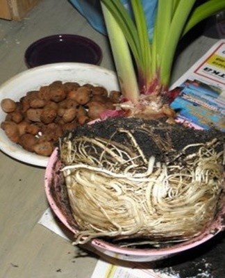 This variety has a large red or white-red flower with a greenish-white throat.