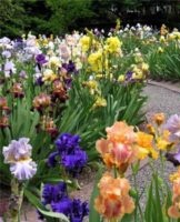 The scheme of combining irises with other flowers in a flower bed and with what is better to plant
