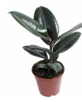 Rules for growing and caring for Robusta ficus at home