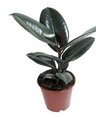Rules for growing and caring for Robusta ficus at home