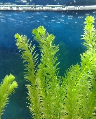 The development of this culture is difficult to control.