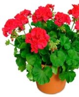 What flowers can be kept in a children's room and how to choose useful ones