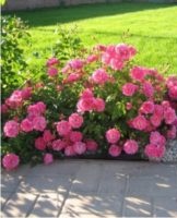 Rules for planting and caring for ground cover roses, cultivation and best varieties