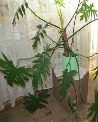 The Xandu variety has feathery leaves, the length of which reaches 0.4 m.