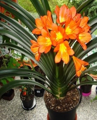 For planting clivia, a pot that is not much larger than the root system of the plant is suitable.