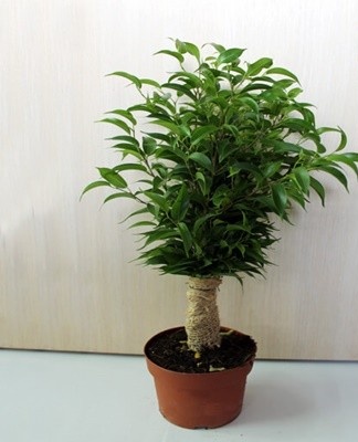 Ficus propagates in several ways.