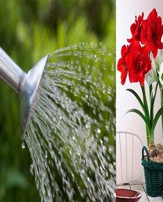 Hippeastrum is watered with settled water at room temperature.