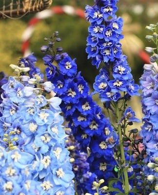 The flowers are blue, purple, white.