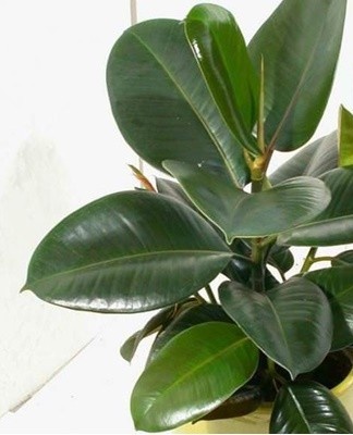 Top dressing ensures the normal development of the crown.