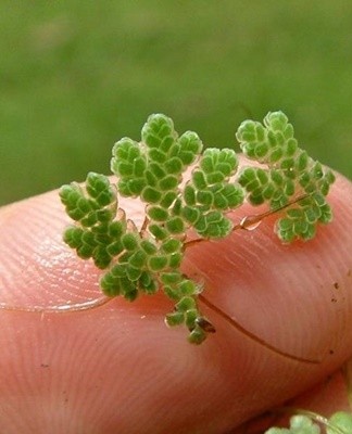 It is a microscopic tropical fern that looks like open moss.