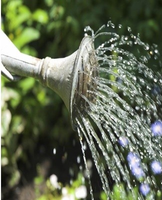 watering flowers