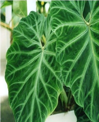 The Decorated Philodendron variety is a decorative perennial vine with dark green leaves