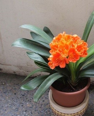 At this time, they continue to regularly feed and fertilize the flower.