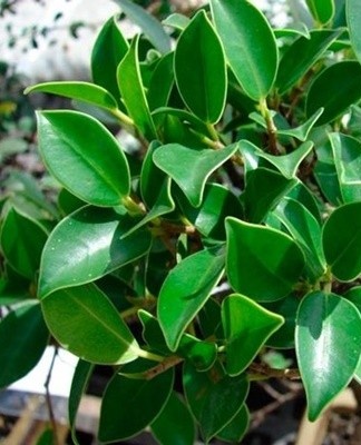 The plant needs warmth, regular watering and timely feeding.