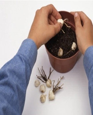 To plant lilies, use a ready-mixed soil mix for bulbous plants.