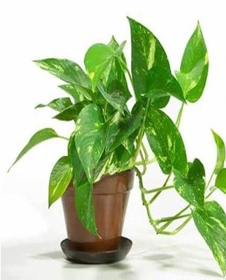 At the end of winter, the main stem can be shortened to stimulate side shoots.