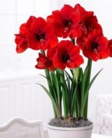 Transplantation and care of hippeastrum at home, rules of cultivation