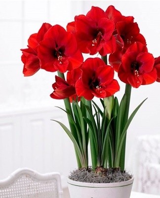 During watering, it is necessary to ensure that water does not get on the bulb, otherwise it will begin to rot.