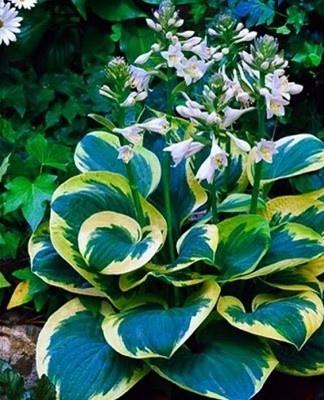 This plant is characterized by a spectacular appearance.
