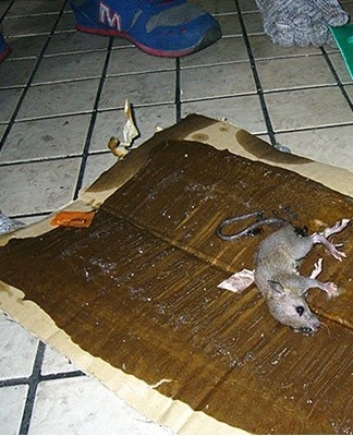 Despite the fact that the tool is easy to use, it still has some rules for its use.