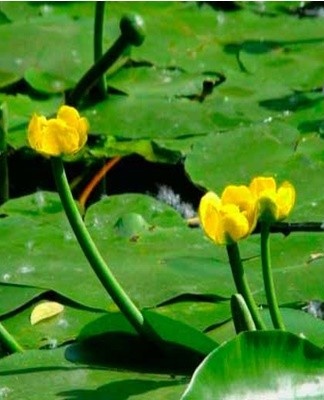 The culture tolerates winter well and can reproduce on its own.