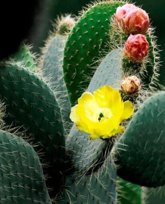 For the dormant period, which lasts for the prickly pear, autumn and winter