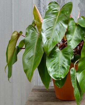 Methods of breeding and caring for philodendron at home, popular varieties