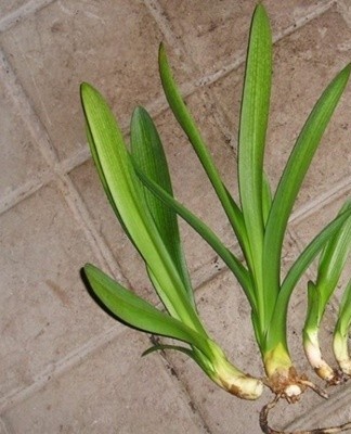 Several methods are used to breed clivia at home.