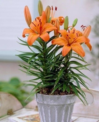 Indoor plants are less likely to get sick and are affected by insects.