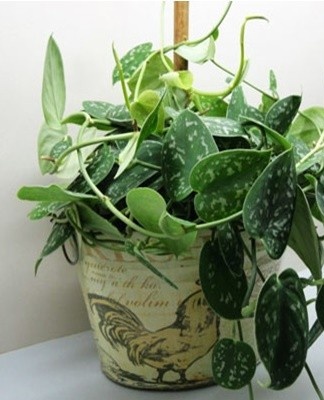 Scindapsus can be propagated by cuttings or layering.