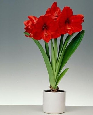 Usually, vegetative propagation is understood by dividing the bulb.