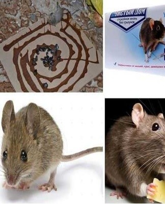 The main distinguishing feature of mummifying poison is its ability to turn a mouse's body into a mummy.