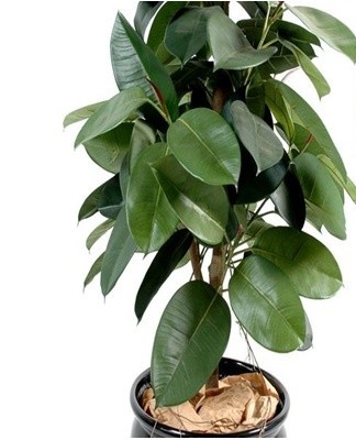 Also for this method, you can use the recommendations for propagation by cuttings.