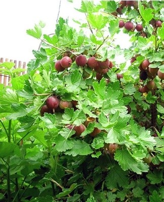 It is a small shrub that does not measure more than 1.2 meters in height.