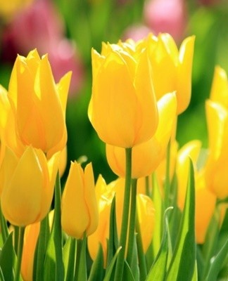 Tulips bloom in early spring.