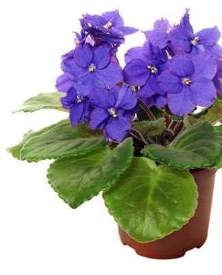 The plant, safe for children, will decorate the room with flowers of delicate shades.