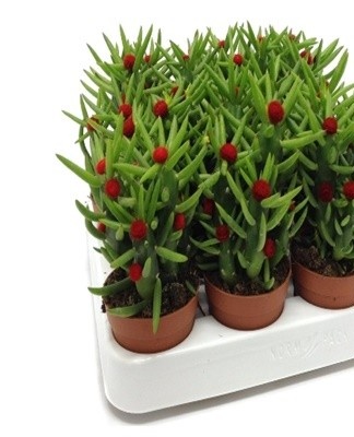 This is the period when the plant begins to gradually prepare for the dormant period.