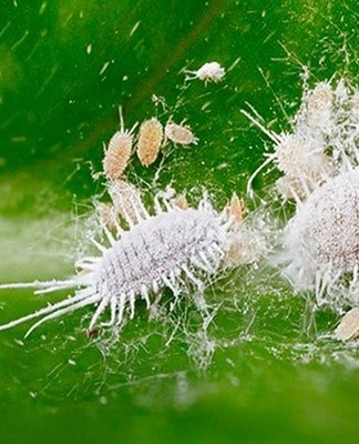 A small, shaggy white insect that colonizes the plant.