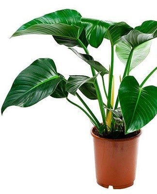 Caring for a philodendron at different times of the year is not the same and has its own characteristics.