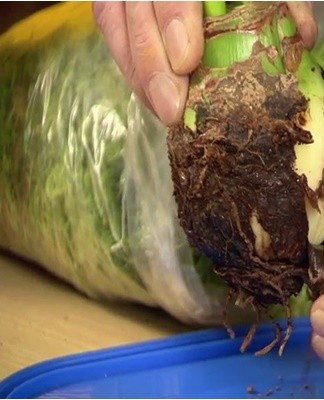 Before transplanting the flower, you can rejuvenate, that is, cut off old leaves, peduncles, and also remove old scales from the bulb