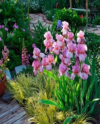 Irises can be planted with other plants.