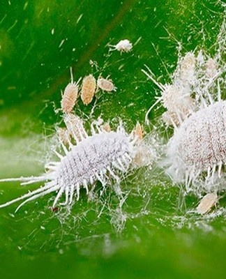  Winged bugs lay their eggs in the roots of plants.