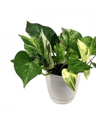 If the liana pot is taken out to the street, insects can settle in the ground or on the plant itself.