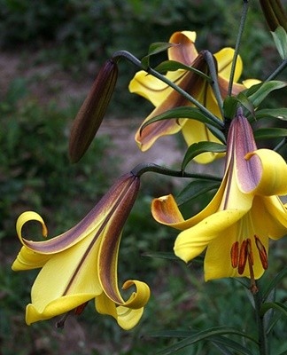 Lilies are characterized by low indicators of frost resistance, require insulation for the winter.