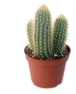 potted cactus